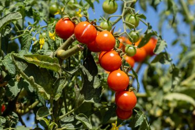 Mallorca, Balearic Adaları, İspanya