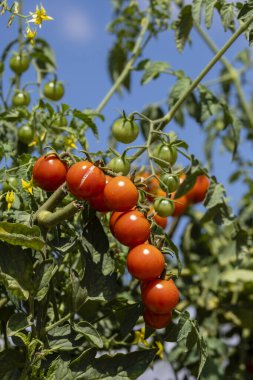 Mallorca, Balearic Adaları, İspanya