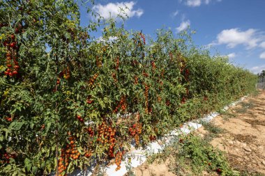 Mallorca, Balearic Adaları, İspanya