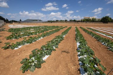 Mallorca, Balearic Adaları, İspanya