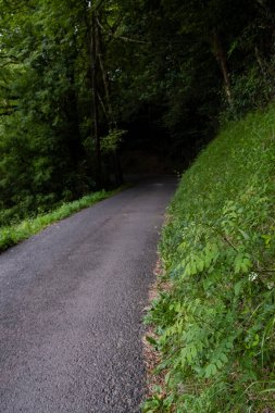 Kırsal yol ormandan geçiyor, Bask Ülkesi, Andoain, İspanya