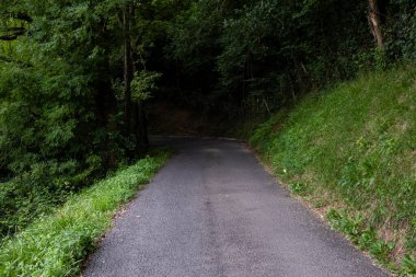 Kırsal yol ormandan geçiyor, Bask Ülkesi, Andoain, İspanya