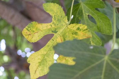 Sonbaharda incir yaprakları, Mallorca, Balear Adaları, İspanya