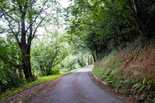 Landsväg Genom Skog Baskien Andoain Spanien — Stockfoto