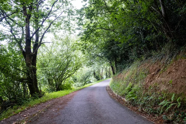 Camino Rural Por Bosque País Vasco Andoain España — Foto de Stock