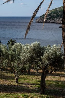 Cala Lledo 'nun önündeki zeytin ağaçları, Sa Dragonera doğal parkı, Mallorca, Balear Adaları, İspanya