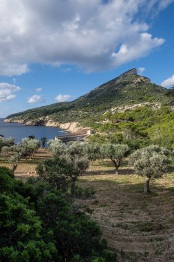Cala Lledo 'nun önündeki zeytin ağaçları, Sa Dragonera doğal parkı, Mallorca, Balear Adaları, İspanya