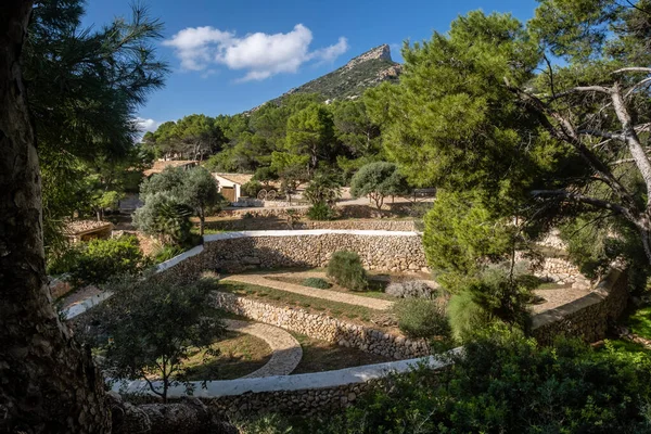 Akdeniz 'in yerel bitki bahçesi, Sa Dragonera doğal parkı, Mallorca, Balear Adaları, İspanya