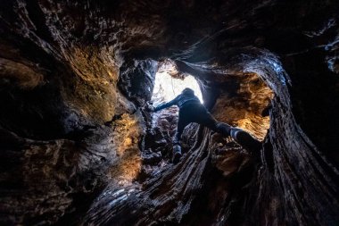 İçi boş sandık boyunca yükselen ses Trutges meşesi, Alcanella, Campanet, Mallorca, Balear Adaları, İspanya