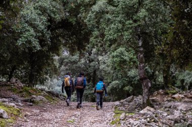 Montnaber Oak Ormanı, Fornalutx, Mallorca, Balear Adaları, İspanya