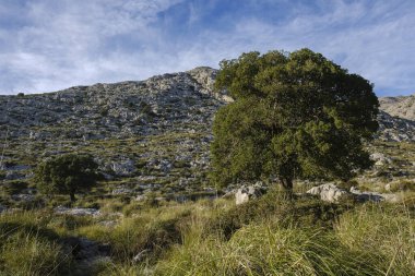 Tramuntana, Palma, Mallorca, Balear Adaları, İspanya