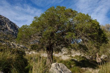 Escorca, Mallorca, Balear Adaları, İspanya