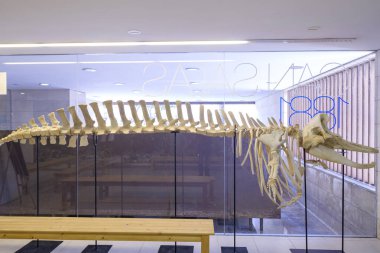 Büyükbaba Griseus, Aula de la Mar, merkez o