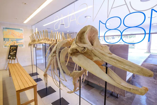 Büyükbaba Griseus, Aula de la Mar, merkez o