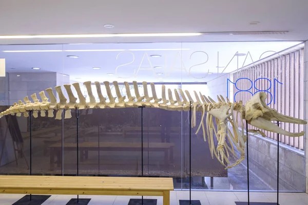 Büyükbaba Griseus, Aula de la Mar, merkez o