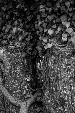 Escorca, Paraje natural de la Serra de Tramuntana, Mallorca, balear adaları, İspanya