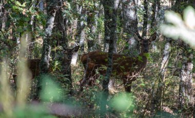 Ciervo en el bosque del Hayedo, Zarzosa, Rioja, İspanya