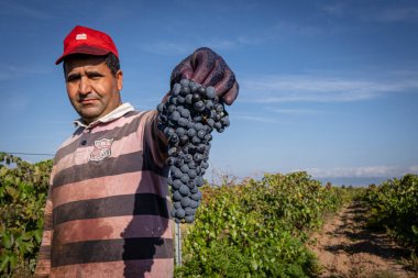 Vendimia, Navarrete, La Rioja, İspanya