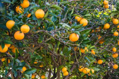 Ağaçtaki portakallar, Lloret de Vista Alegre, Mallorca, Balearic Adaları, İspanya