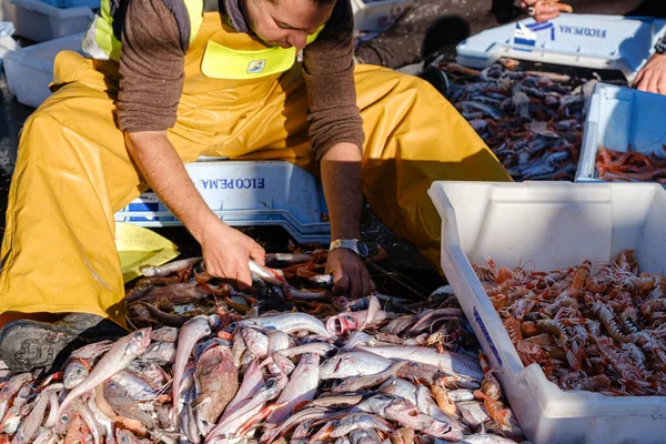 Sailors Selecting Fish Pesca Arrastre Pesca Bou Andratx Mallorca Balearic — Stock Photo, Image