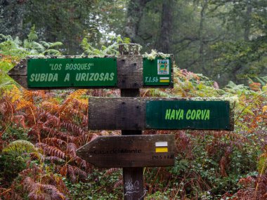 Robledal de Ucieda, parque natural del Saja-Besaya, Cantabria, İspanya