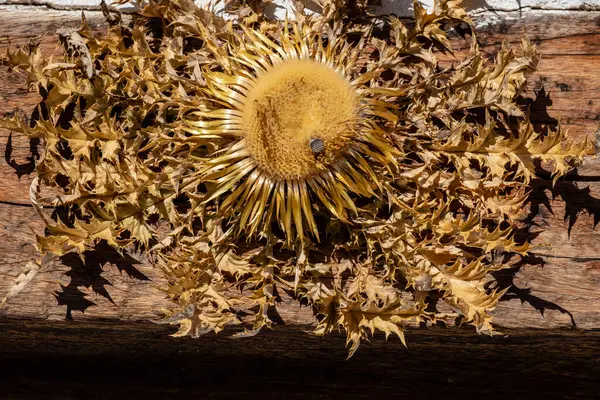 Cardo Sobre Portal Simbolo Solar Enciso Rioja Spanya Avrupa — Stok fotoğraf