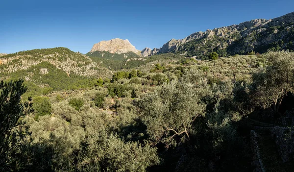 Olive Grove Fornalutx Serra Tramuntana Mallorca Balearic Islands Spain — Stock Photo, Image