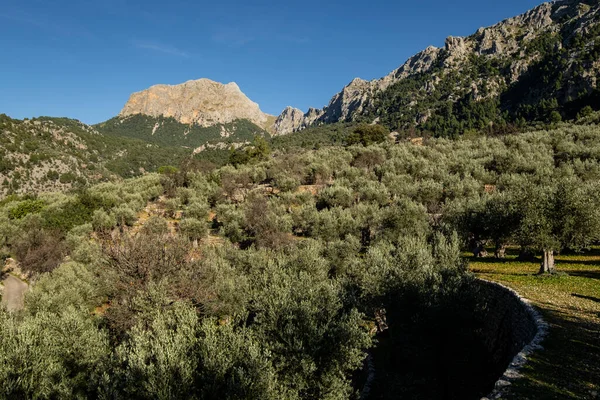 Olajfaliget Fornalutx Serra Tramuntana Mallorca Baleár Szigetek Spanyolország — Stock Fotó