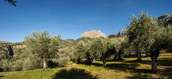 Olajfaliget Fornalutx Serra Tramuntana Mallorca Baleár Szigetek Spanyolország — Stock Fotó