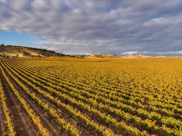 Campo Vinhas Aranda Duero Província Burgos Espanha — Fotografia de Stock