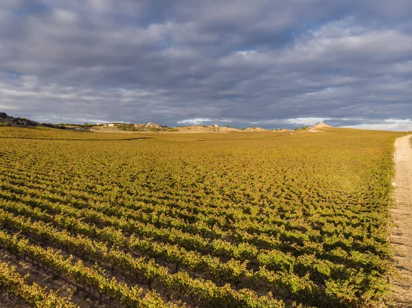 Campo Vinhas Aranda Duero Província Burgos Espanha — Fotografia de Stock