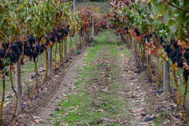 Cubillo de Ebro yakınlarındaki sonbahar sarmaşıkları, Valderredible, Cantabria, İspanya