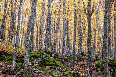 Tejeda de Tosande. Fuentes Carrionas Doğal Parkı, Fuente Cobre- Palentina Dağı. Palencia, İspanya