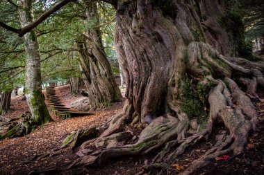 Centennial porsukları, Tejeda de Tosande. Fuentes Carrionas Doğal Parkı, Fuente Cobre- Palentina Dağı. Palencia, İspanya