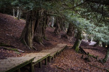 Centennial porsukları, Tejeda de Tosande. Fuentes Carrionas Doğal Parkı, Fuente Cobre- Palentina Dağı. Palencia, İspanya