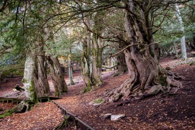 Centennial porsukları, Tejeda de Tosande. Fuentes Carrionas Doğal Parkı, Fuente Cobre- Palentina Dağı. Palencia, İspanya