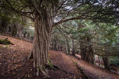 Centennial porsukları, Tejeda de Tosande. Fuentes Carrionas Doğal Parkı, Fuente Cobre- Palentina Dağı. Palencia, İspanya