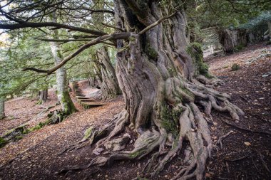 Centennial porsukları, Tejeda de Tosande. Fuentes Carrionas Doğal Parkı, Fuente Cobre- Palentina Dağı. Palencia, İspanya