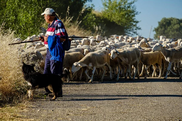 Пастух Отарою Овець Лоаррі Іспанія — стокове фото