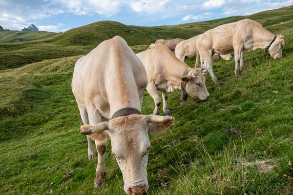 Vacas Col Aubisque Aquitania Pirineos Franceses Francia —  Fotos de Stock