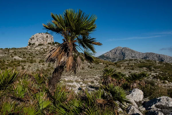 Little Palm Puig Galatzo Estellencs Mallorca Balearic Islands Spain — Stock Photo, Image