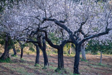Almendros en flor, Bunyola, Prunus dulcis, Mallorca, Balear Adaları, İspanya