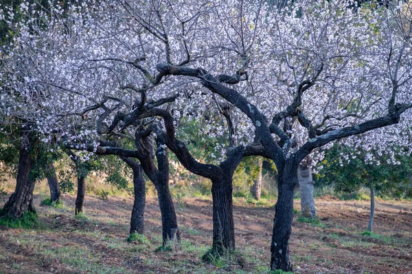 Almendros Flor Bunyola Prunus Dulcis Mallorca Balearic Islands Spain — Stock Photo, Image