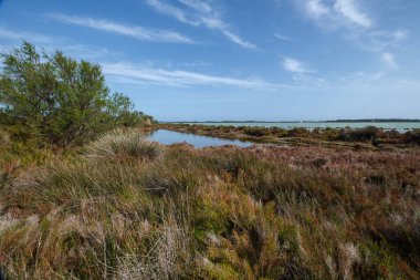 Estany Pudent, Formentera, Pitiusas Adaları, Balear Community, İspanya 'da kuş izleme