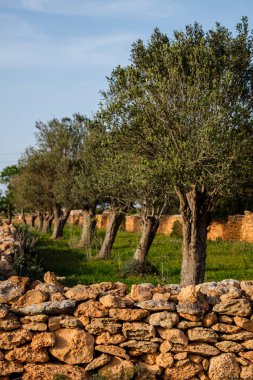 Olive Field, Formentera, Pitiusas Adaları, Balear Community, İspanya