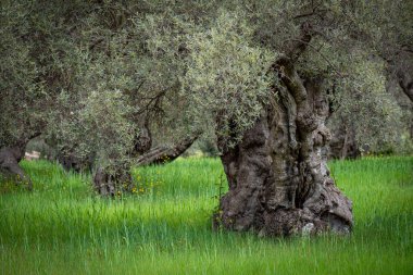 Alqueria d Avall, Bunyola, Mallorca, Balear Adaları, İspanya 'nın yüz yıllık zeytin ağaçları