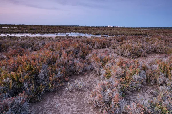 Halophilic Plants Estany Pudent Formentera Pitiusas Islands Balearic Community Spain — Stock Photo, Image