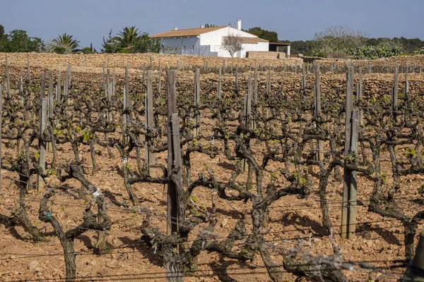 Winnice Winnicy Terramoll Mola Formentera Wyspy Pitiusas Wspólnota Balearów Hiszpania — Zdjęcie stockowe