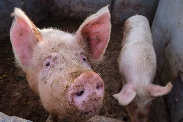 Domuz ağılında, Formentera, Pitiusas Adaları, Balear Community, İspanya