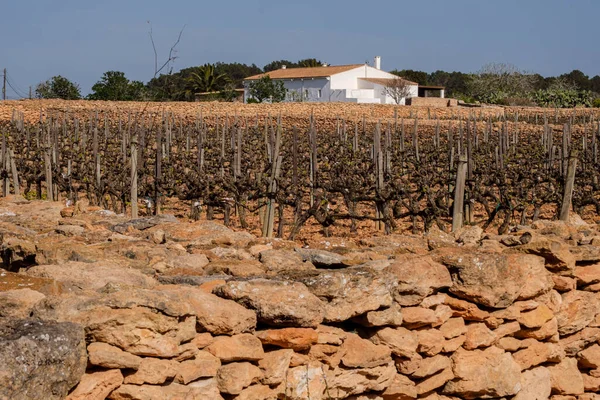 Vineyards Terramoll Winery Mola Formentera Pitiusas Islands Balearic Community Spain Stock Image